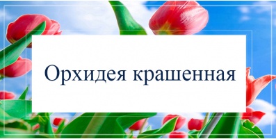Крашенная орхидея