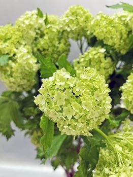 Вибурнум 10 шт купить по цене 2.200,00 руб. с доставкой по России