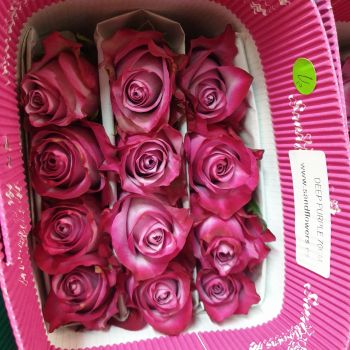 Роза МИКС Эквадор 80 см, в упаковке 25 шт купить по цене По