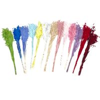 Сухоцвет Хасмантиум h65 см, FA38-12/44-11