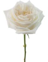 Роза WHITE OHARA 60 см - вид 1 миниатюра