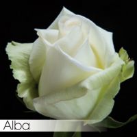 Роза ALBA 50 cm - вид 1 миниатюра