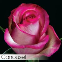 Роза CARROUSEL 40 cm - вид 1 миниатюра
