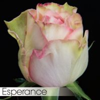 Роза ESPERANCE 50 cm - вид 1 миниатюра