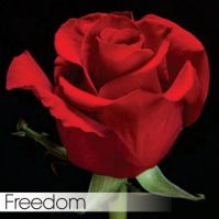 Роза FREEDOM 40 cm - вид 1 миниатюра