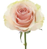 Роза FRUTETTO 50 см - вид 1 миниатюра