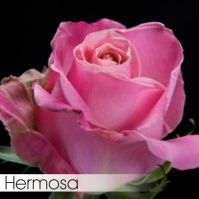 Роза HERMOSA 50 cm - вид 1 миниатюра