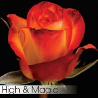 Роза HIGH & MAGIC 50 cm - вид 1 миниатюра