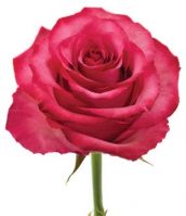 Роза LOLA 60 см - вид 1 миниатюра