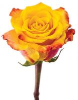 Роза MARIE CLAIRE 40 см - вид 1 миниатюра