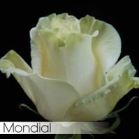 Роза MONDIAL 70 cm - вид 1 миниатюра