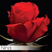 Роза NINA 50 cm - вид 1 миниатюра
