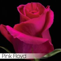 Роза PINK FLOYD 40 cm - вид 1 миниатюра