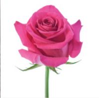 Роза PINK FLOYD 40 cm - вид 1 миниатюра