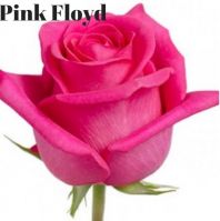 Роза PINK FLOYD 60 cm RP - вид 1 миниатюра