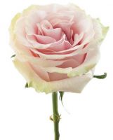 Роза PINK MONDIAL 50 cm - вид 1 миниатюра