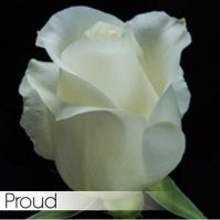 Роза PROUD 40 cm - вид 1 миниатюра