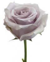 Роза SAFI 50 см - вид 1 миниатюра