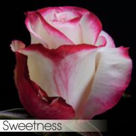 Роза SWEETNESS 50 cm - вид 1 миниатюра