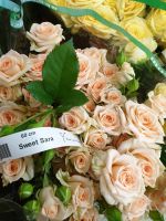 Роза Кения кустовая 60 см, 10 шт - вид 1 миниатюра