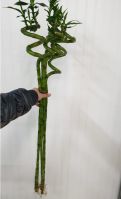 Бамбук 1 метр, 1 шт - вид 1 миниатюра