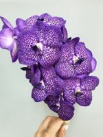 Орхидея Ванда 16 колокольчиков - вид 1 миниатюра