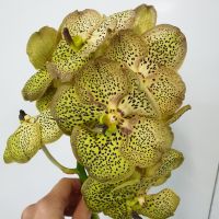 Орхидея Ванда 16 колокольчиков - вид 2 миниатюра