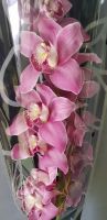 Орхидея 6+ - вид 1 миниатюра