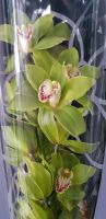 Орхидея 6+ - вид 2 миниатюра