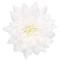 Хризантема кустовая БАЛТИКА белая - вид 1 миниатюра