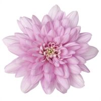 Хризантема кустовая БАЛТИКА розовая - вид 1 миниатюра