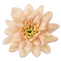 Хризантема кустовая БАЛТИКА САЛМОН - вид 1 миниатюра