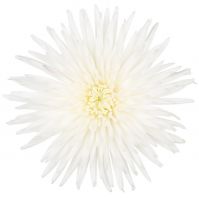 Хризантема стандартная АНАСТАСИЯ белая - вид 1 миниатюра