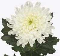 Хризантема стандартная ЗЕМБЛА белая - вид 1 миниатюра