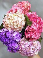 Гортензия (Колумбия) 1 шт - вид 1 миниатюра