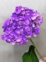 Гортензия (Колумбия) 1 шт - вид 2 миниатюра