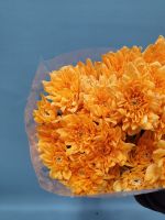 Хризантема кустовая Балтика крашенная 5 шт - вид 1 миниатюра