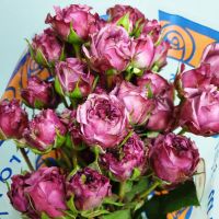 Роза кустовая Эквадор 70 см от 70 руб. за 1 шт в зависимости от сорта - вид 7 миниатюра