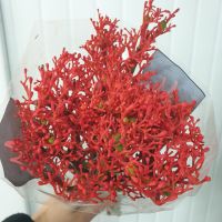 Ятрофа 10 шт - вид 1 миниатюра