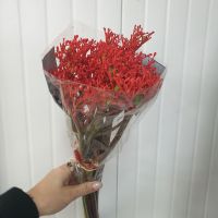 Ятрофа 10 шт - вид 1 миниатюра