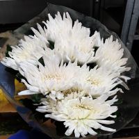 Хризантема одноголовая Анастасия белая, 10 шт сухая - вид 1 миниатюра