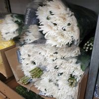 Хризантема одноголовая Анастасия белая, 10 шт сухая - вид 1 миниатюра