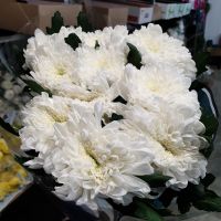 Хризантема одноголовая Зембла желтая, 10 шт сухая - вид 1 миниатюра