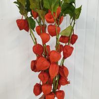 Физалис 10 шт - вид 1 миниатюра