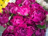 Роза кустовая Голландия, 10 шт, 70 см - вид 2 миниатюра