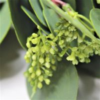 Эвкалипт Populus искусственный 46 см, 5 шт, зеленый, W86-10 - вид 1 миниатюра