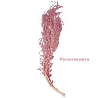 Стабилизированный Амарант h120-130 см, 5 шт, FA38-1 - вид 9 миниатюра