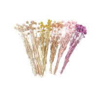 Сухоцвет Скабиоза h55 см, FA38-17 (персиковый)