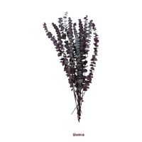 Стабилизированный Эвкалипт Baby Blue h60 см, FA38-4 - вид 7 миниатюра