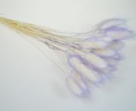 Сухоцвет Лагурус 20 гр, МИКС 2, М97-2 - вид 1 миниатюра